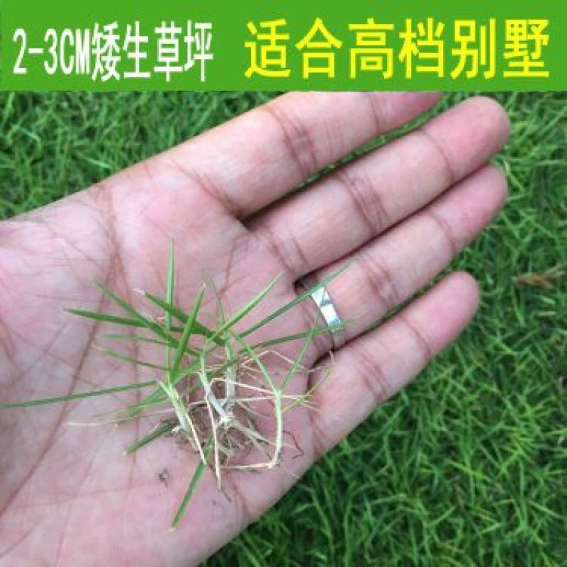 草坪种子草籽四季常青庭院绿化护坡固土马尼拉草皮狗牙根黑麦