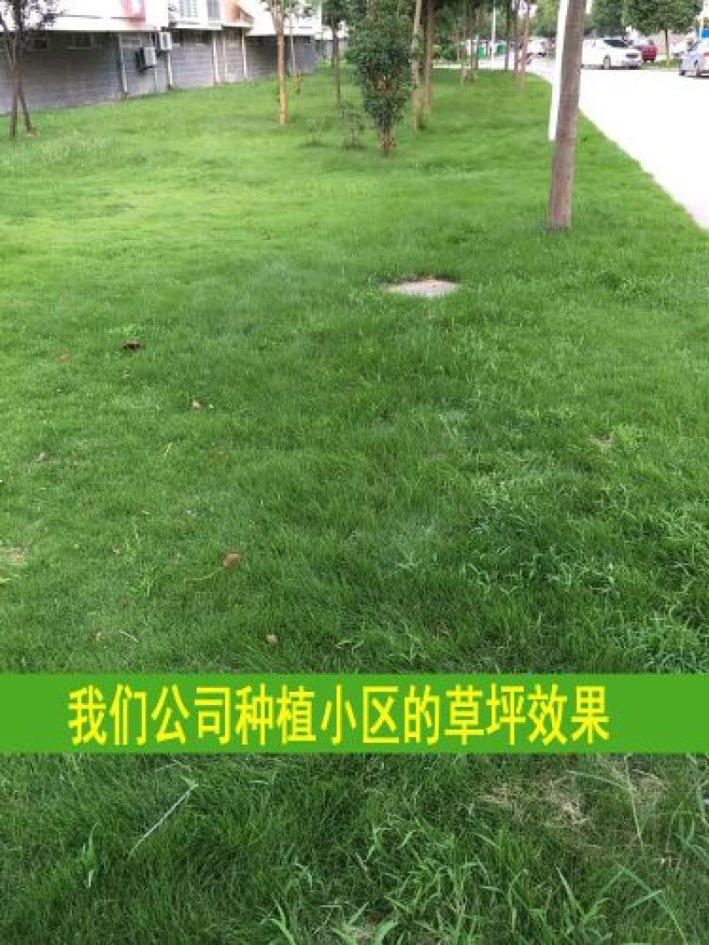 草坪种子草籽四季常青庭院绿化护坡固土马尼拉草皮狗牙根黑麦