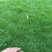 草坪种子草籽四季常青庭院绿化护坡固土马尼拉草皮狗牙根黑麦