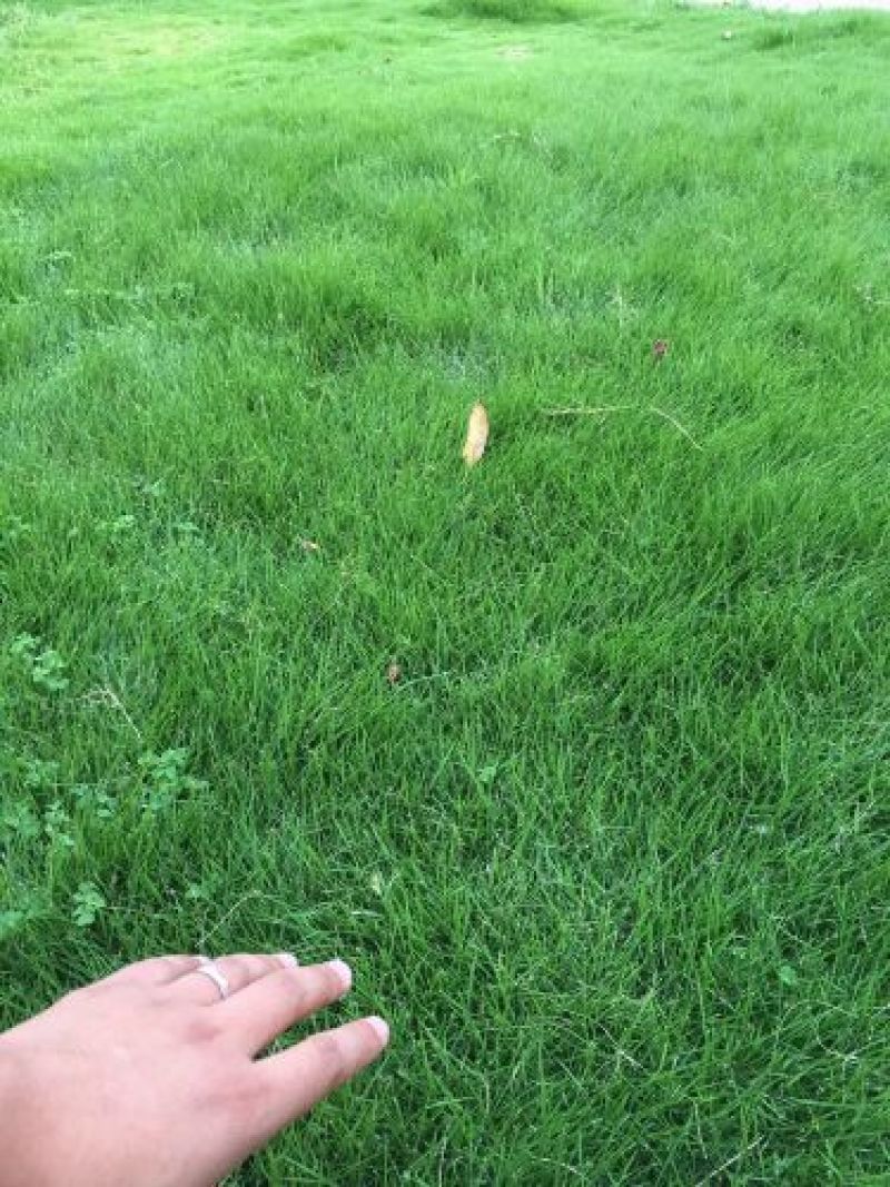 草坪种子草籽四季常青庭院绿化护坡固土马尼拉草皮狗牙根黑麦