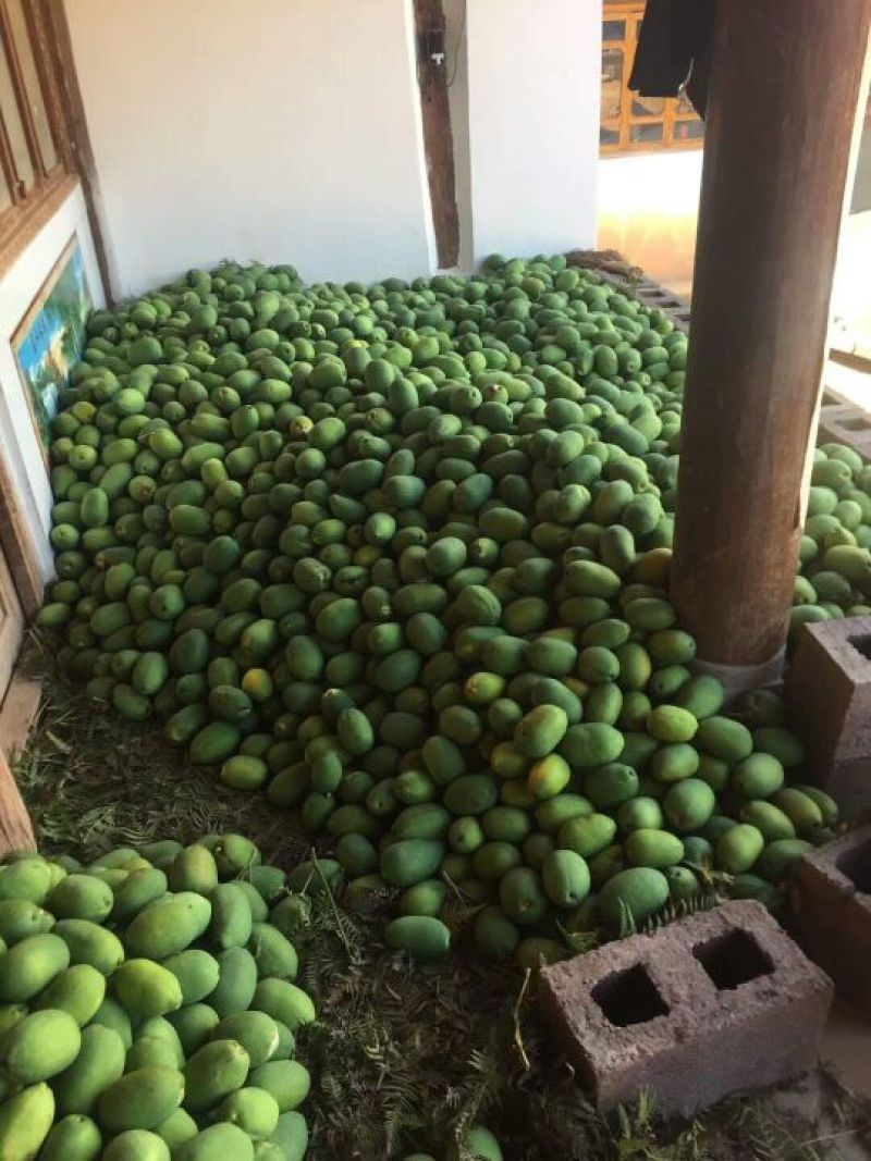 酸木瓜