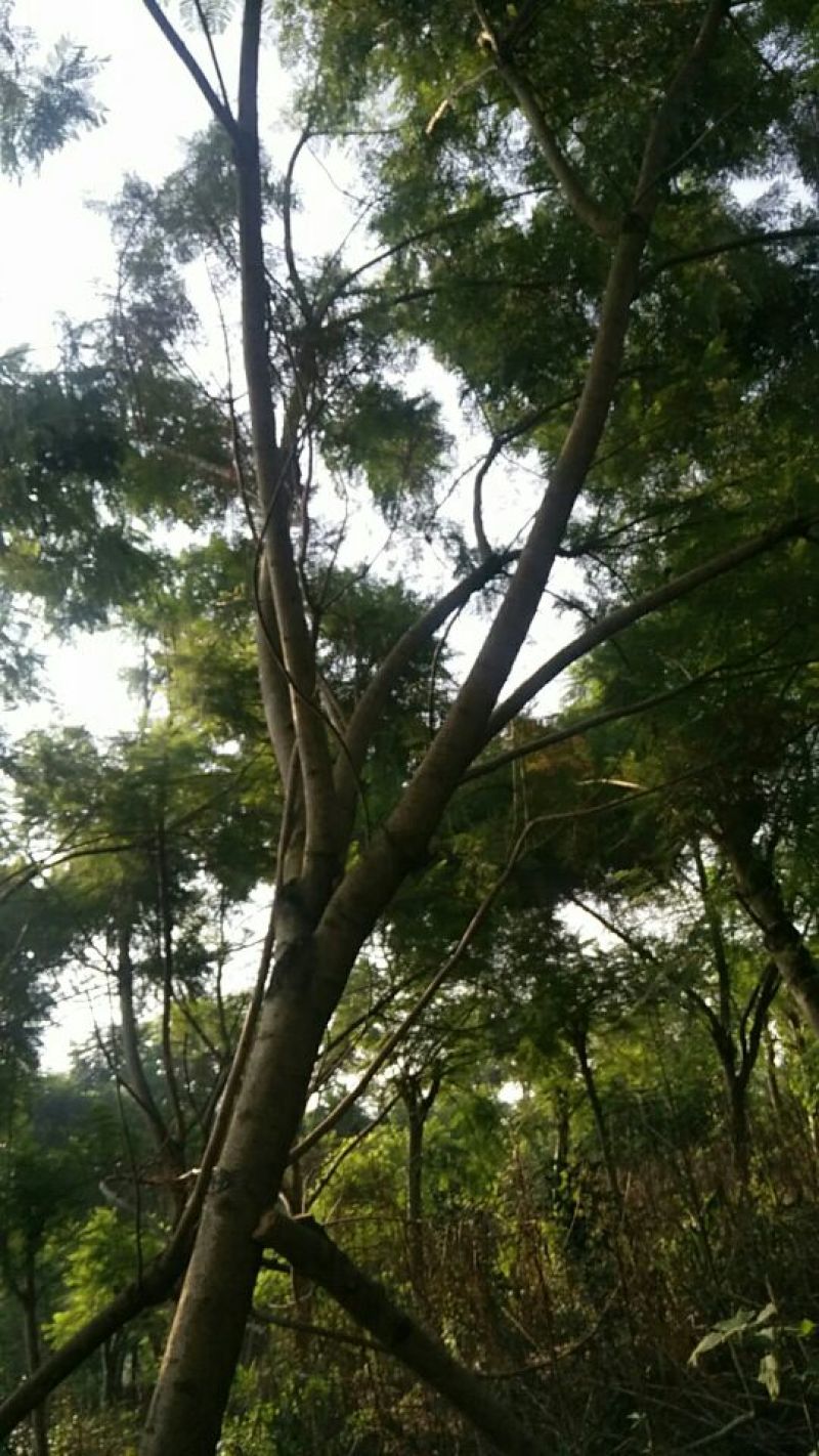 蓝花楹