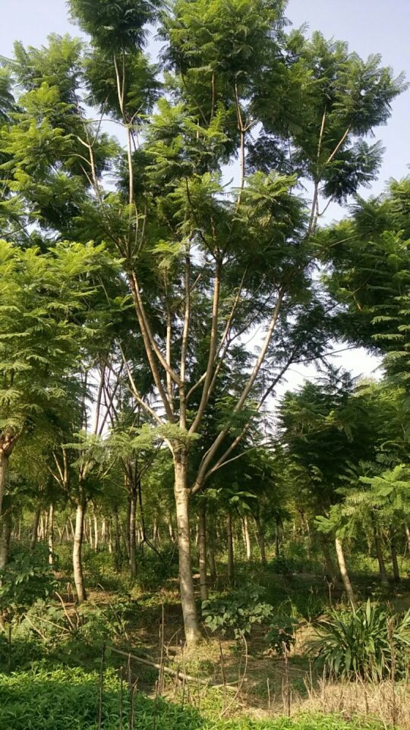 蓝花楹