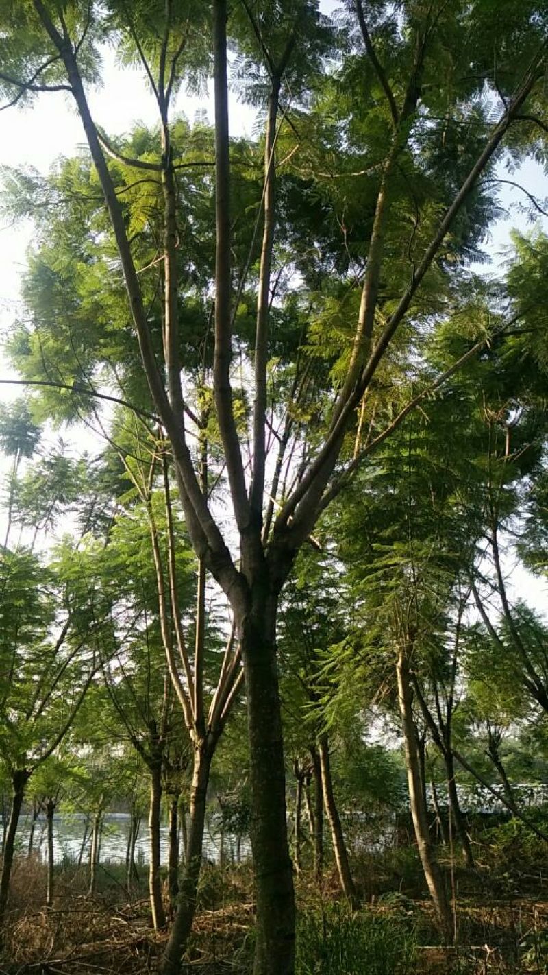 蓝花楹