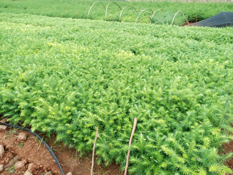 刺杉苗，杉树苗，种苗，苗圃直销，证件齐全