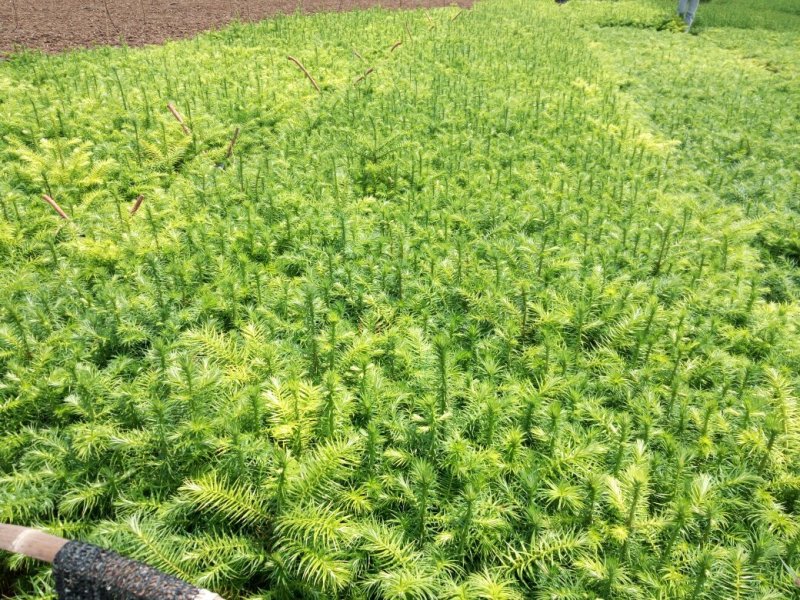 刺杉苗，杉树苗，种苗，苗圃直销，证件齐全