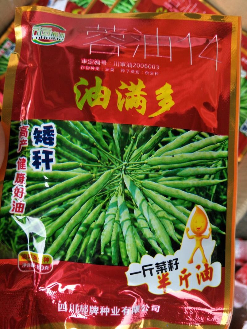 油菜种子