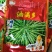 油菜种子