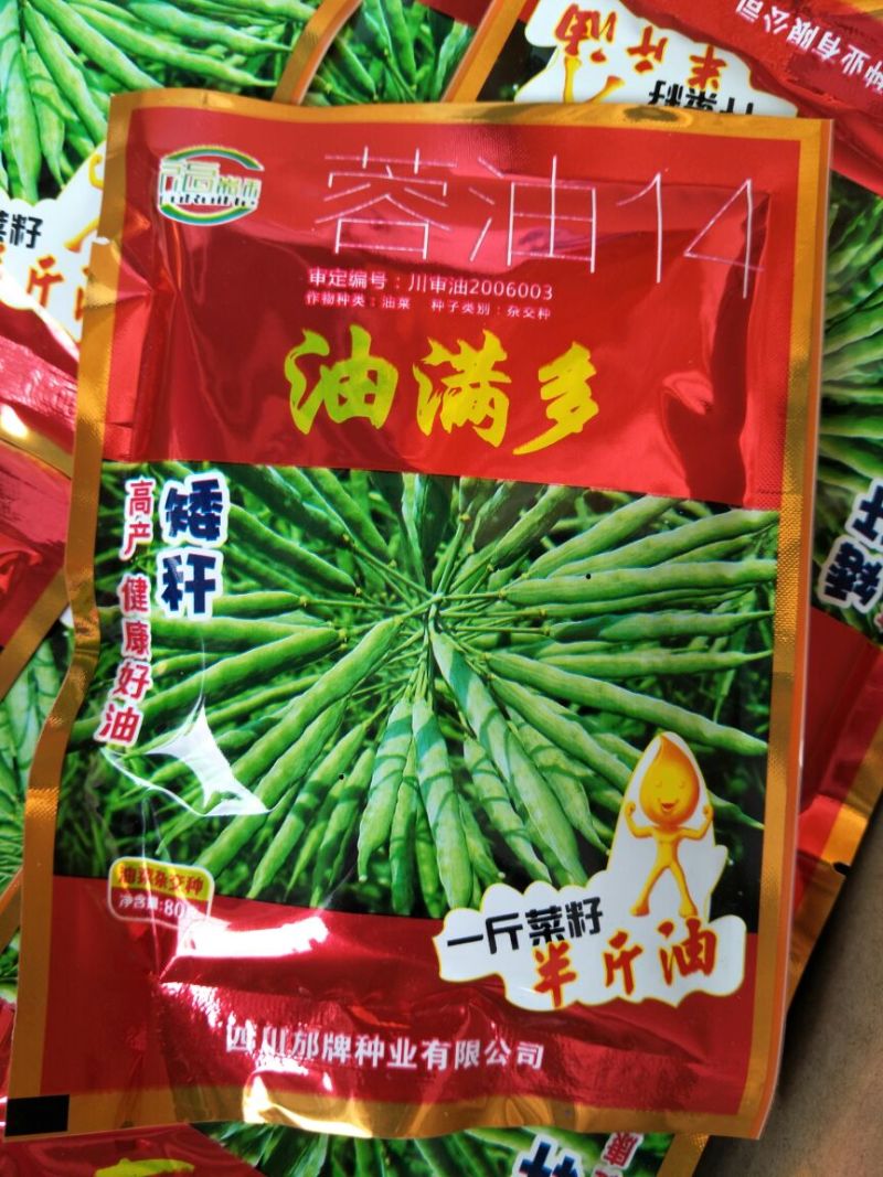 油菜种子