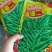 油菜种子