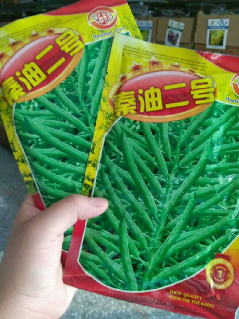 油菜种子