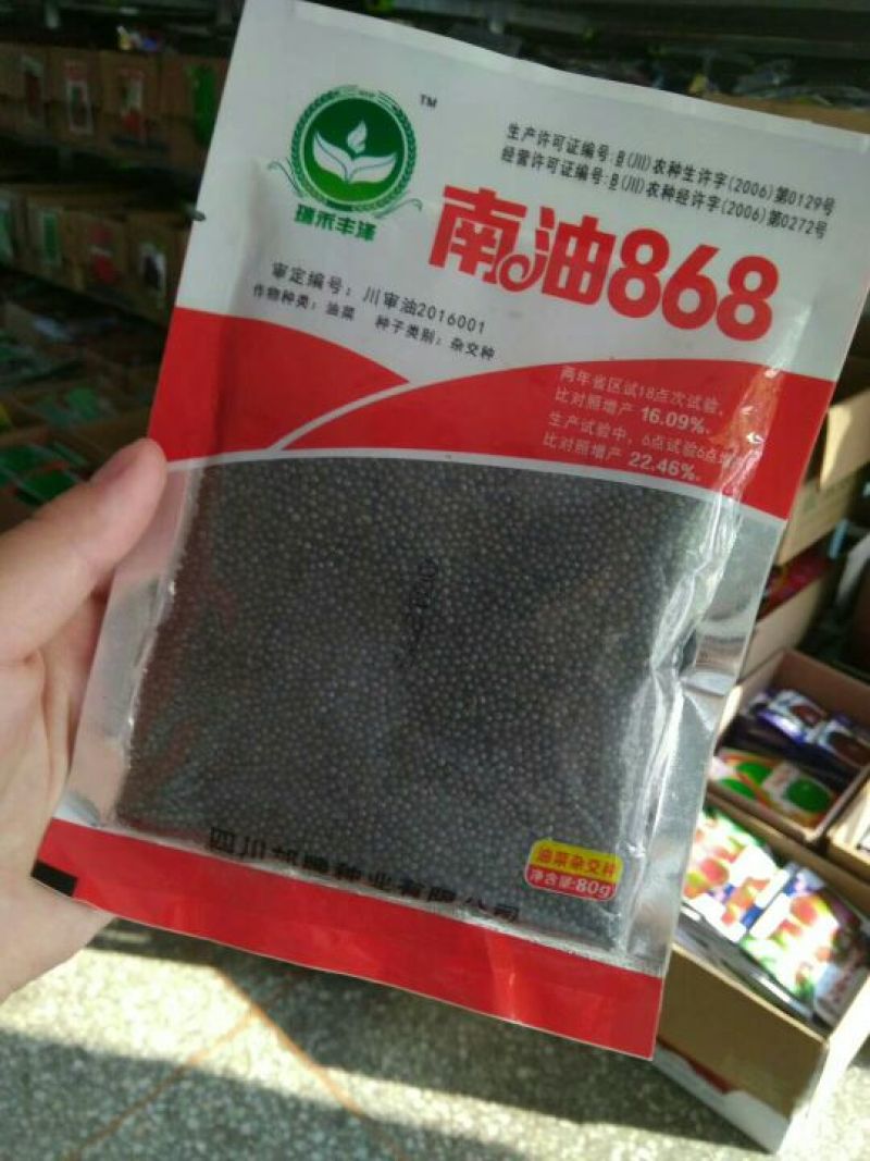 油菜种子