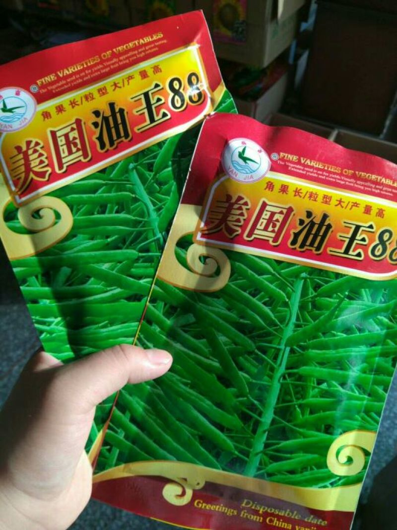 油菜种子