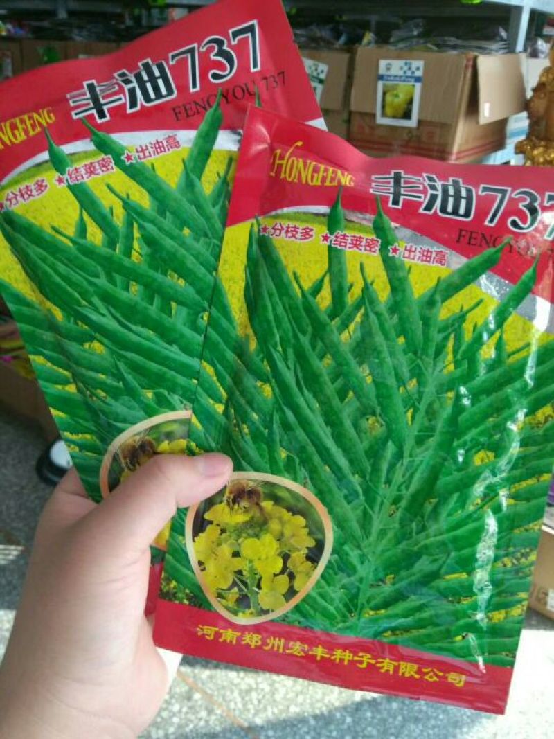 油菜种子