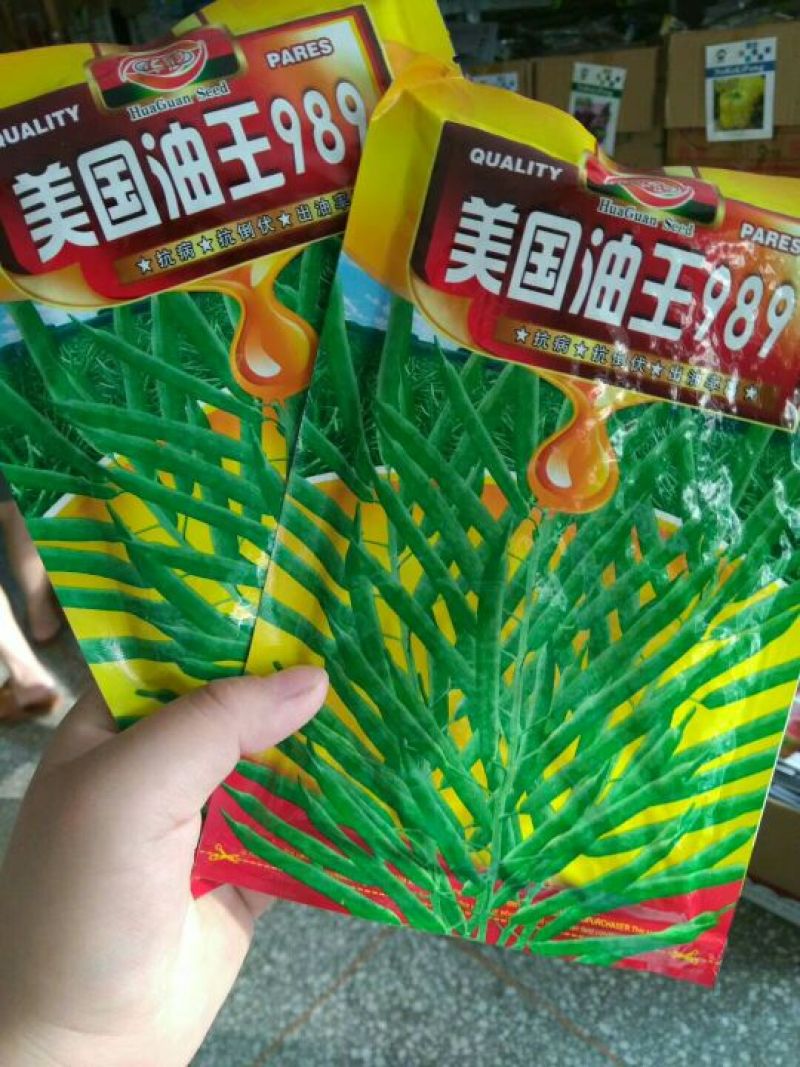 油菜种子