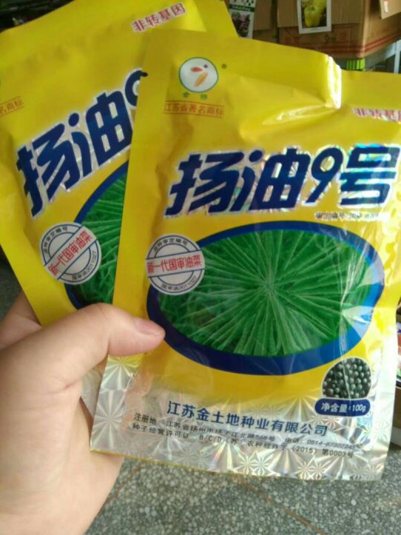 油菜种子
