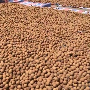 桂圆