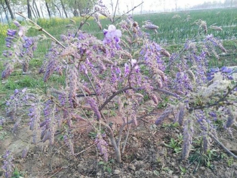 葛花产地直供