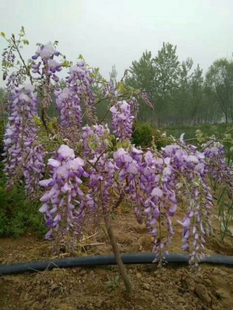 葛花产地直供