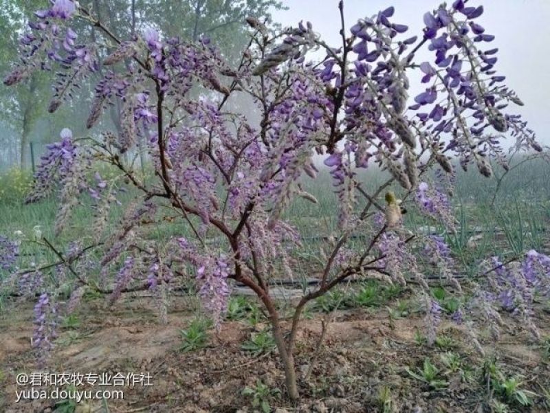 葛花产地直供