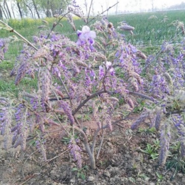 葛花产地直供