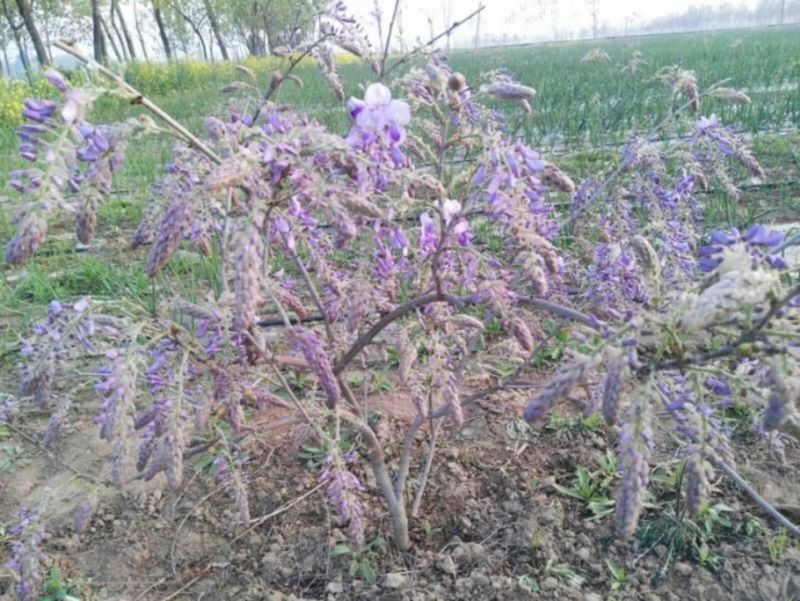 葛花产地直供