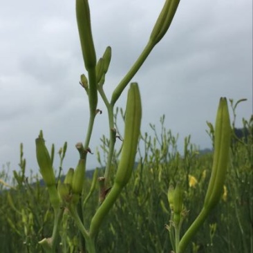 黄花菜种苗10~20cm