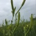 黄花菜种苗10~20cm