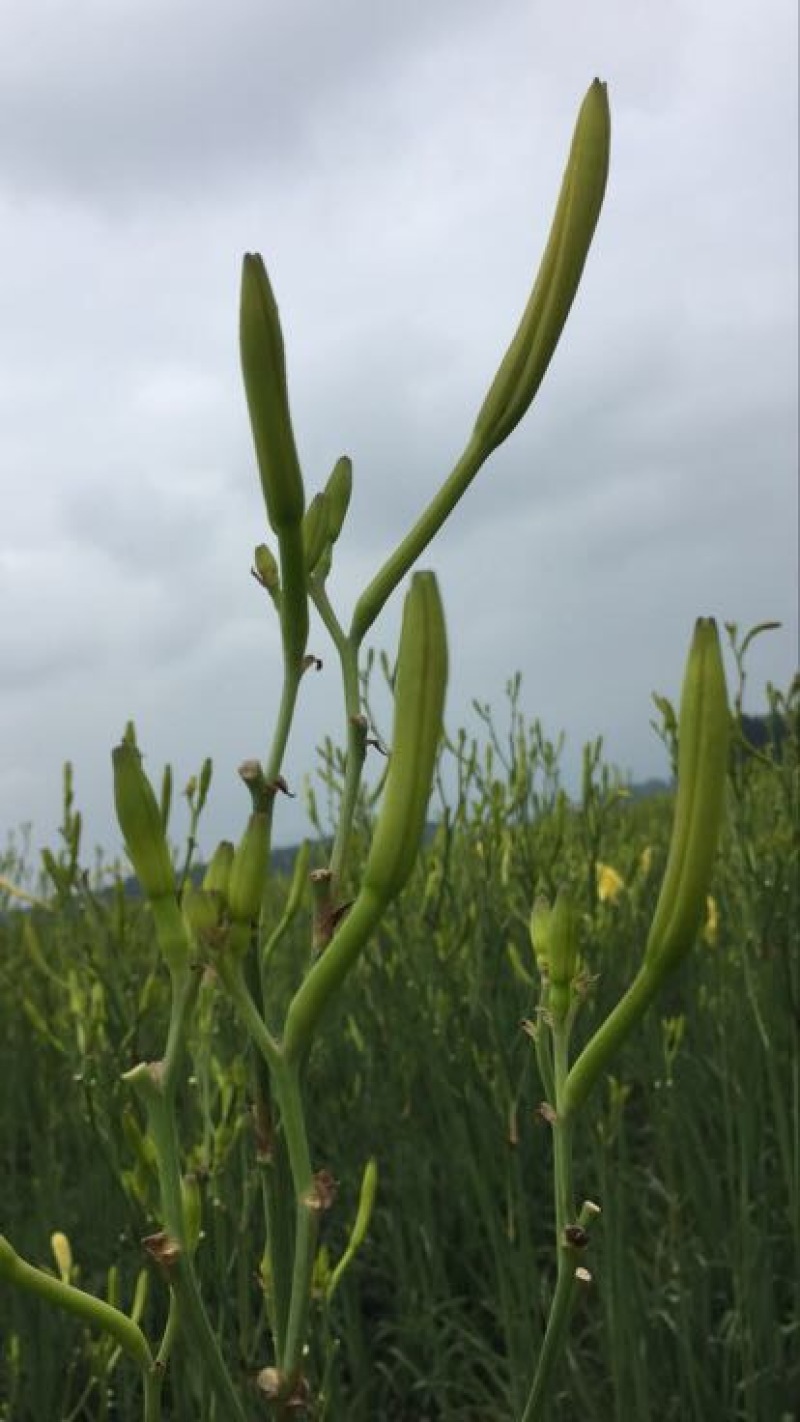 黄花菜种苗10~20cm
