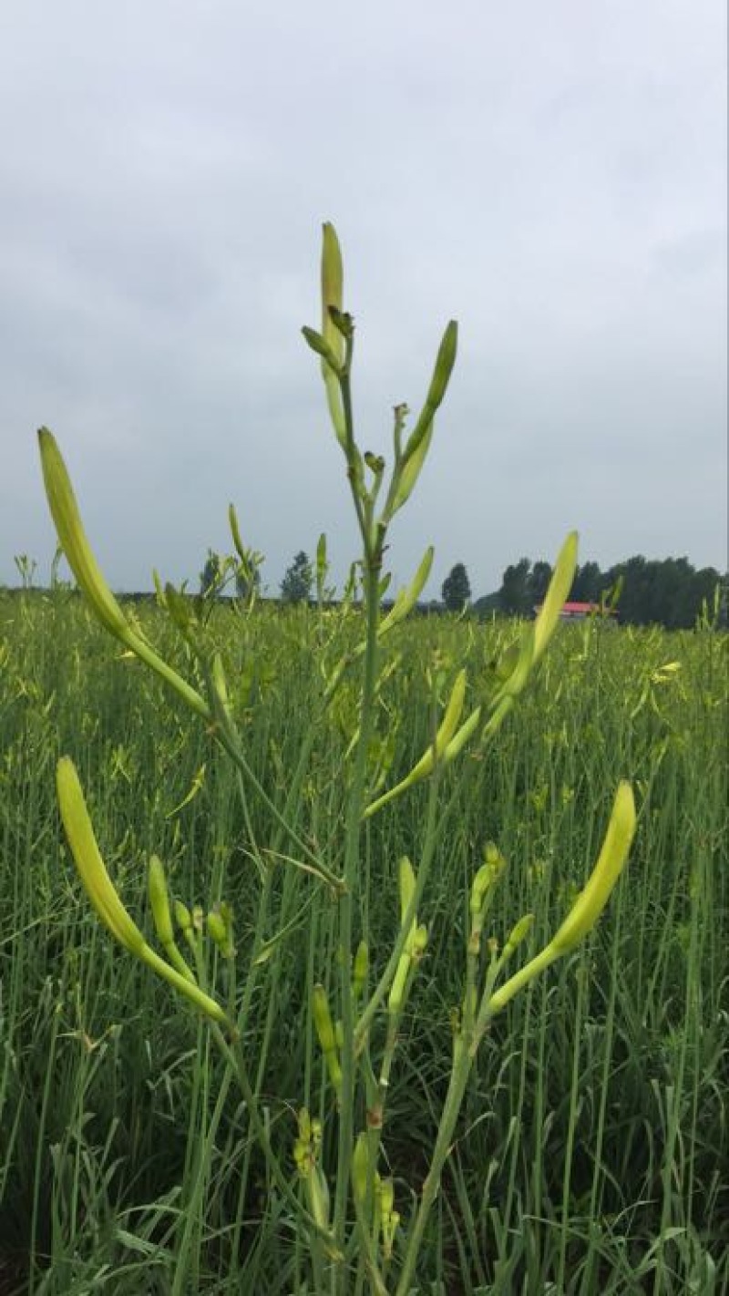 黄花菜种苗10~20cm