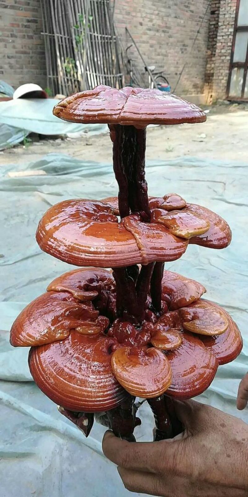 【精品】灵芝盆景，产地直发可视频看货自产自销批发零售