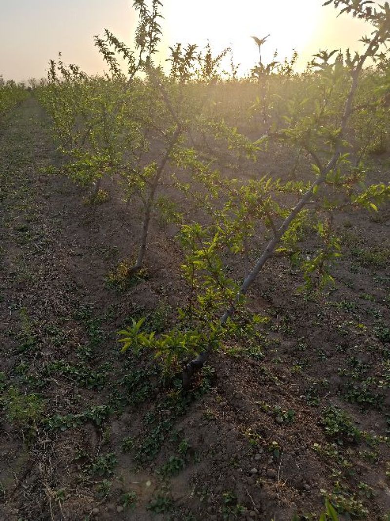 桃树品种桃树占地桃树