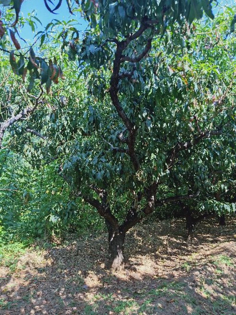桃树品种桃树占地桃树