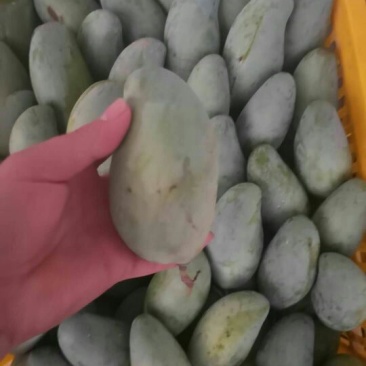 广西芒果