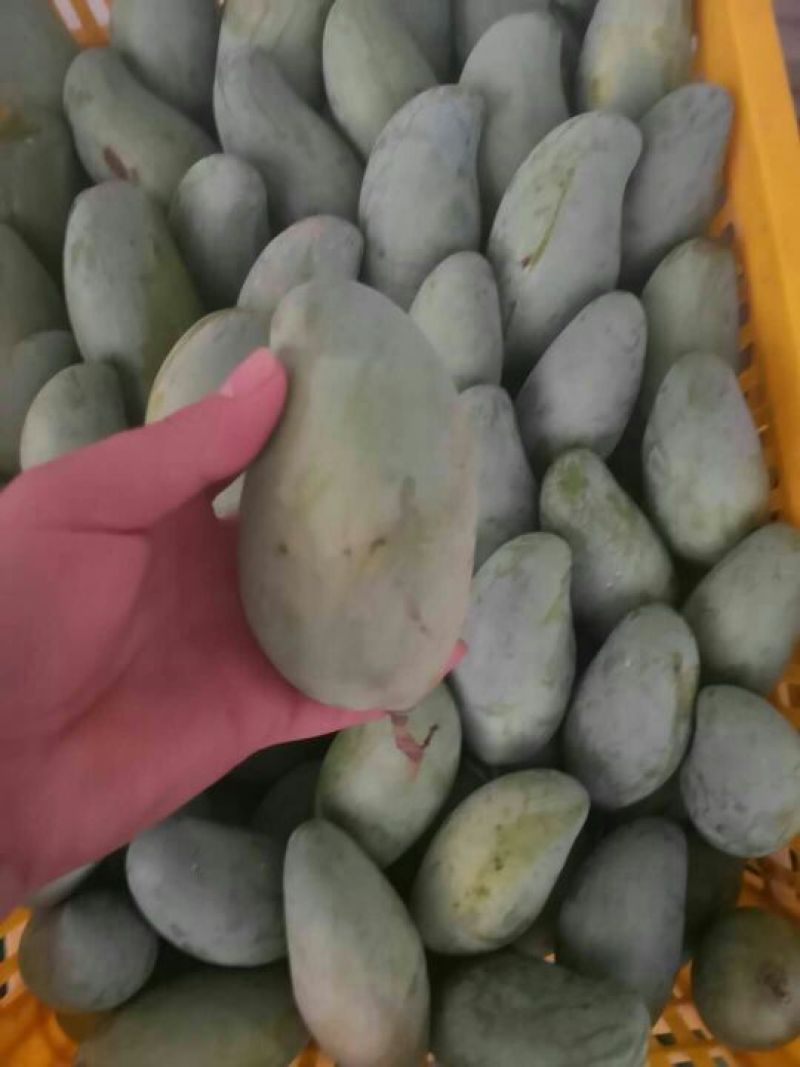 广西芒果