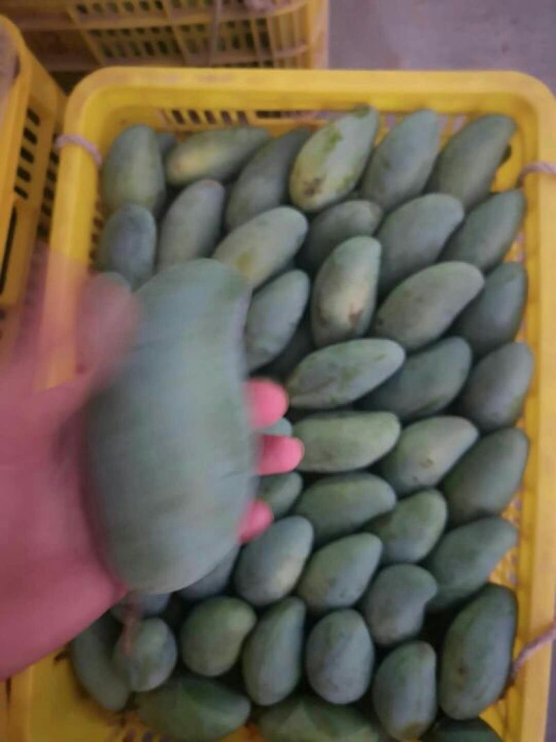 广西芒果