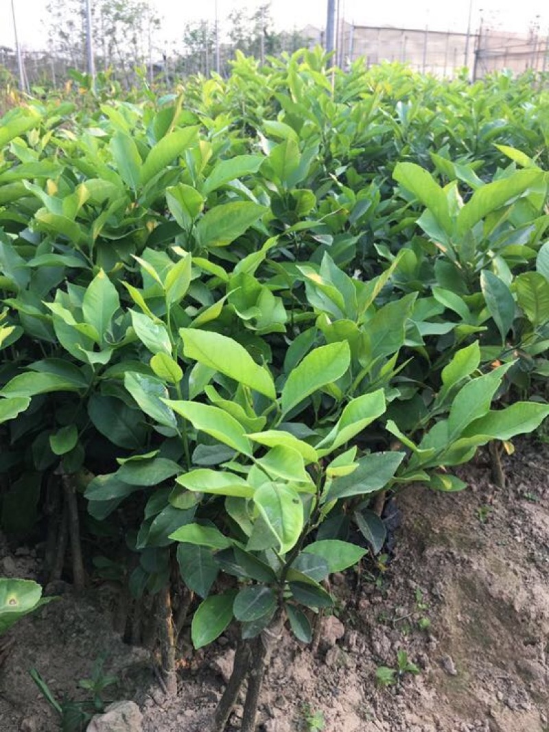 柠檬苗30~50cm