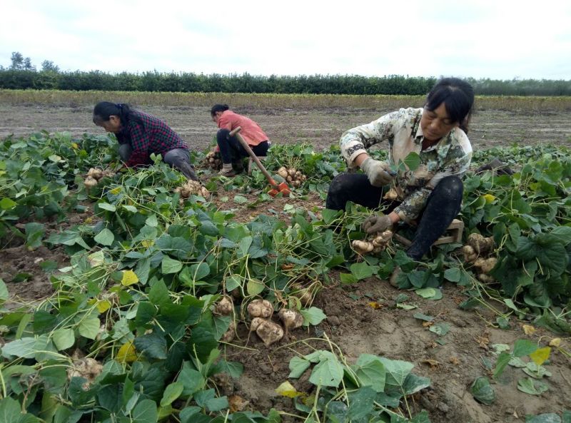 新鲜凉薯沙葛白地瓜一件代发