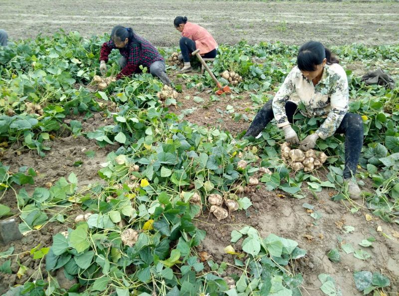 新鲜凉薯沙葛白地瓜一件代发