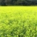 油菜籽1级
