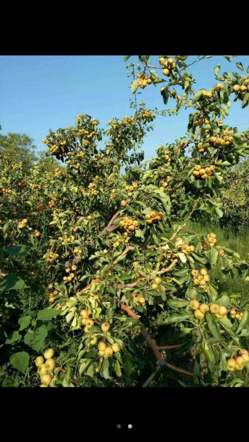 山西早熟七月红山楂果