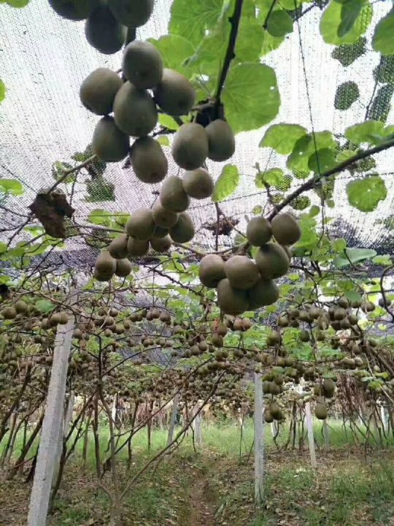 湘西猕猴桃绿心红心猕猴桃开始上市甩卖啦，需要的可以联系我