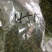 铁观音500克/袋原香新茶包邮