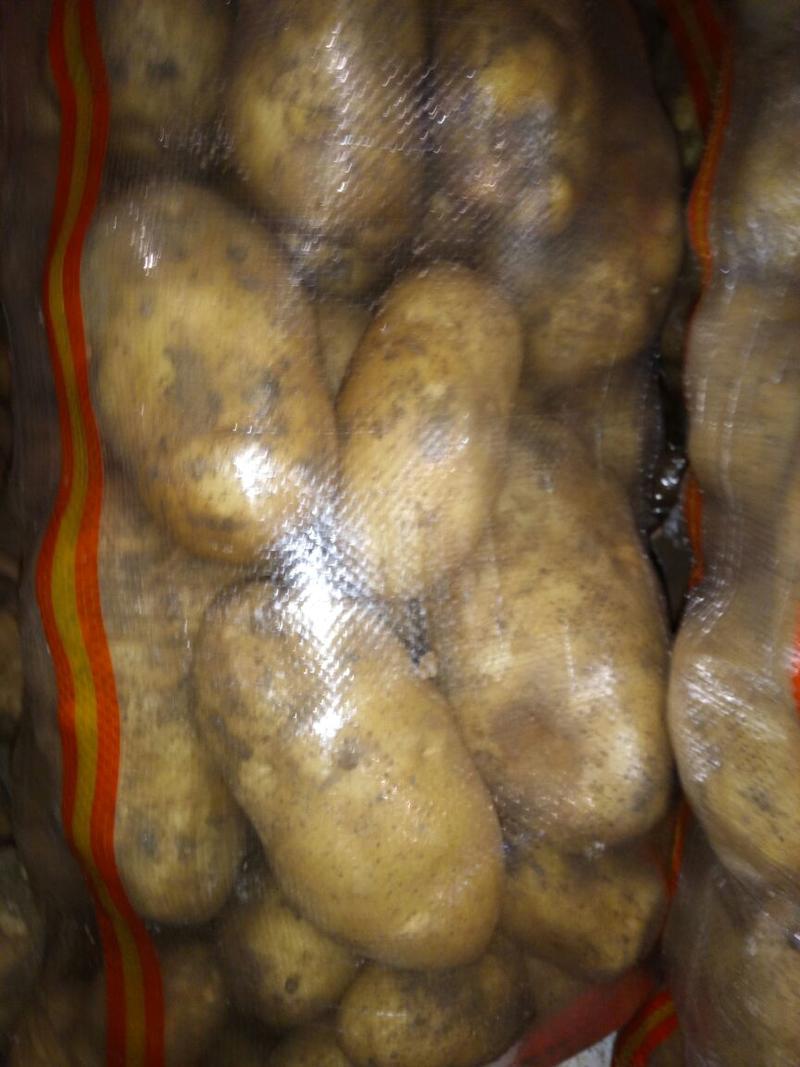 何兰十五土豆，冷库储存，精品何兰十土豆