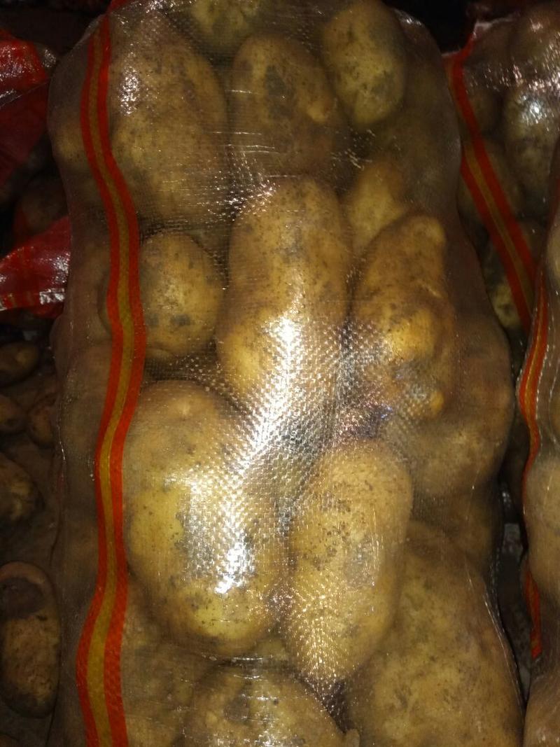 何兰十五土豆，冷库储存，精品何兰十土豆