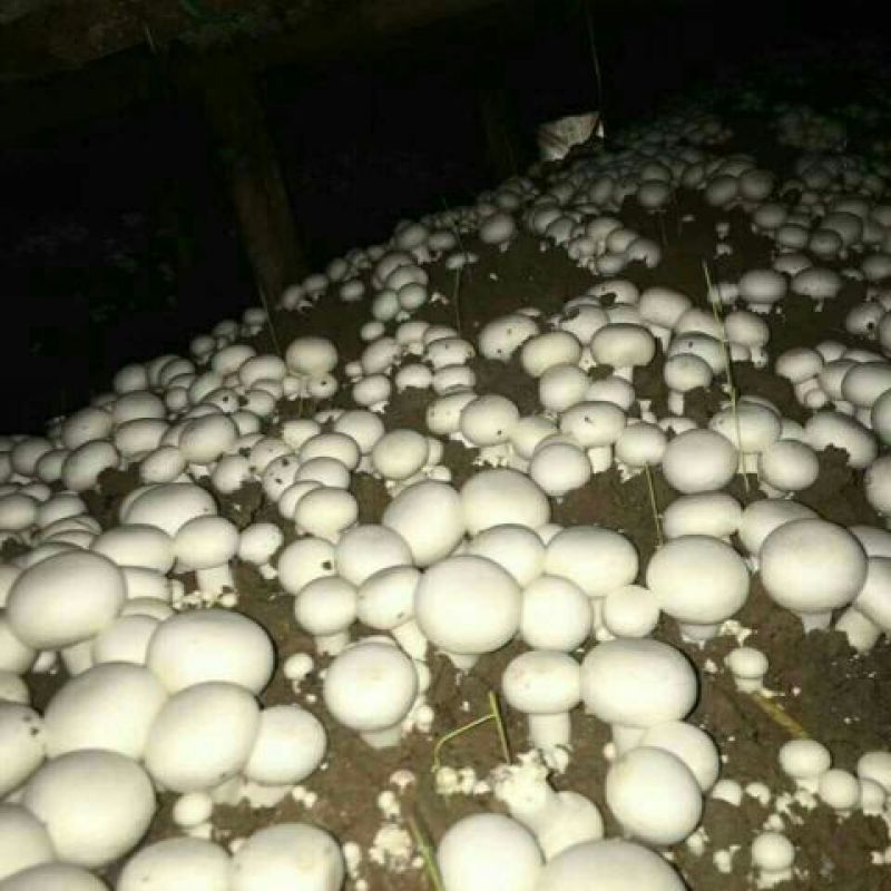 双胞菇