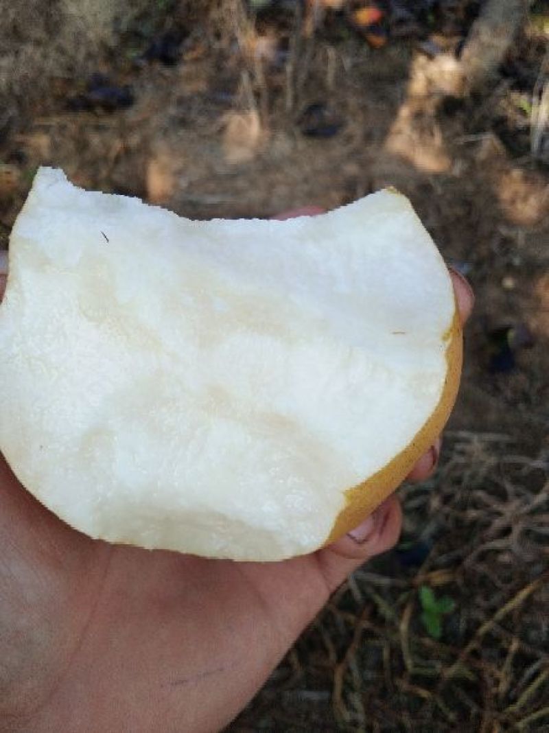 晚秋黄梨