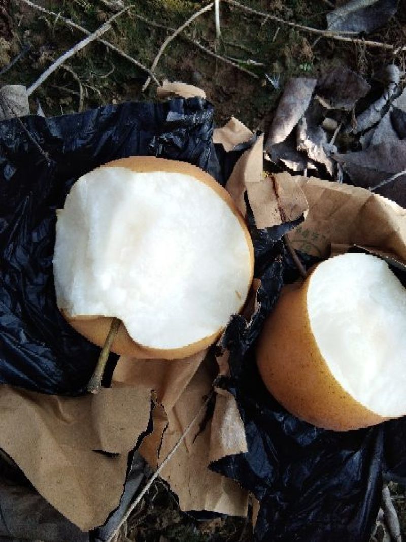 晚秋黄梨