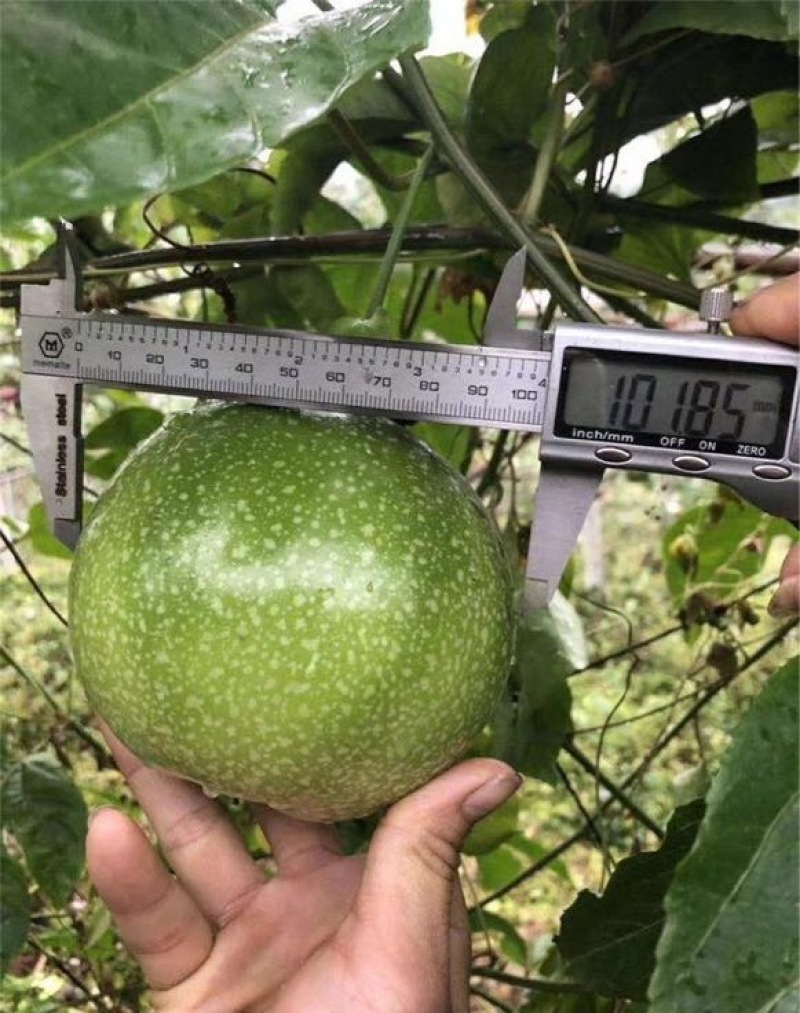 百香果苗巨霸百香果苗
