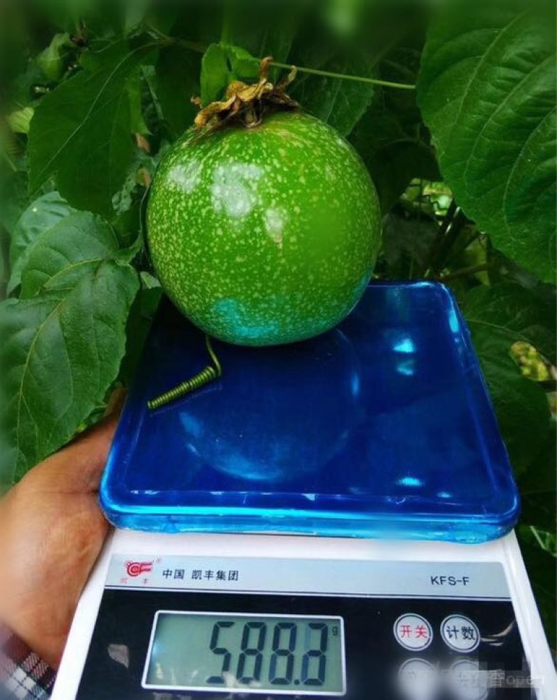 百香果苗巨霸百香果苗